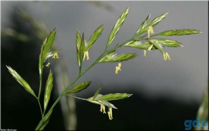 Овсяница луговая (Festuca pratensis), фотография 1