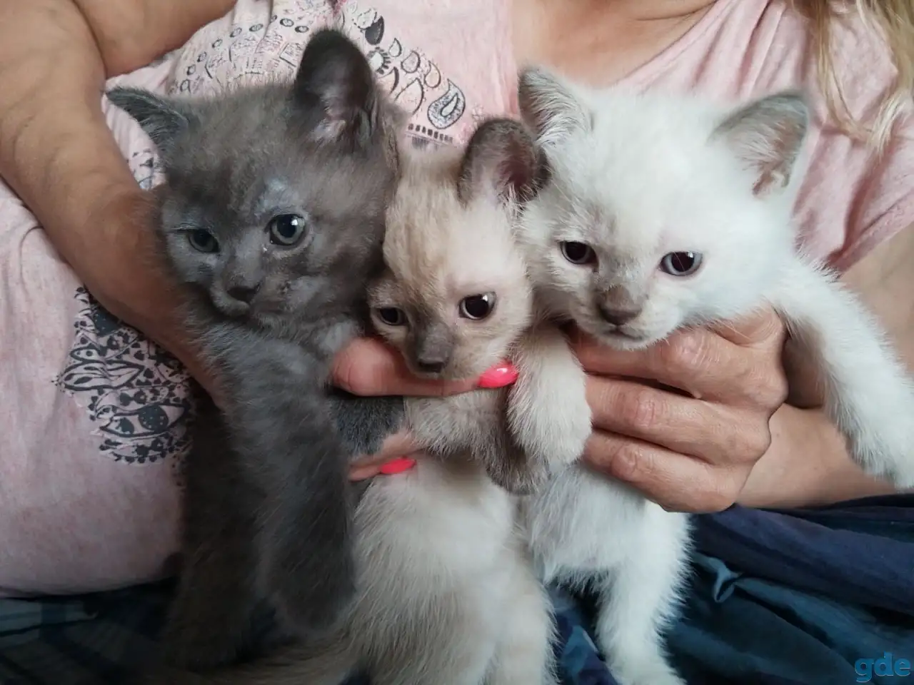 Продам шотландских котят, фотография 1