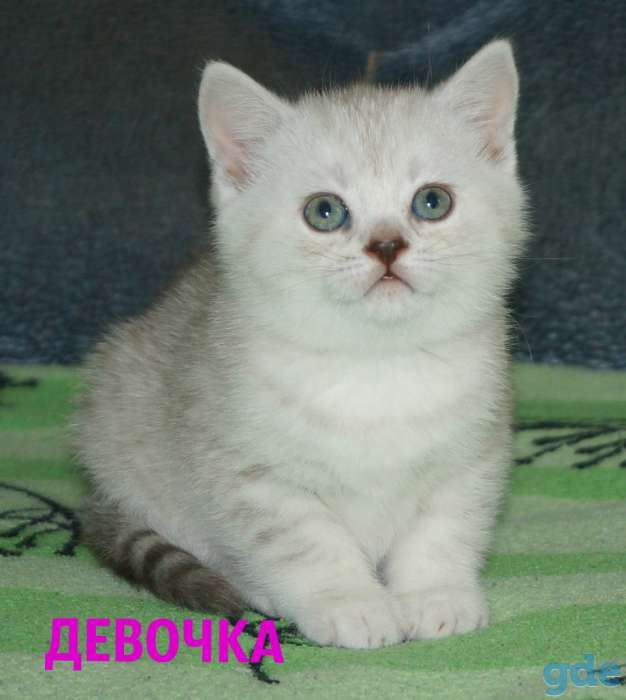 Шотландские котята, фотография 3