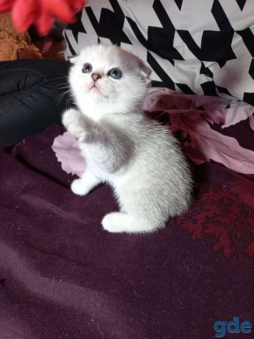 Шотландцы котята, фотография 1