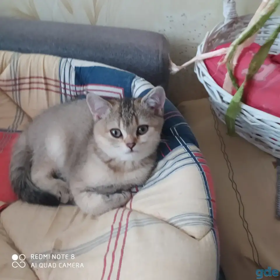 Шотландские котята золотая шиншилла. Договорная, фотография 2