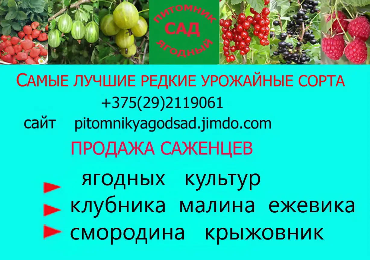 CАЖЕНЦЫ КЛУБНИКИ -50 сортов - купить в Гродно и Могилеве  с питомника, фотография 12
