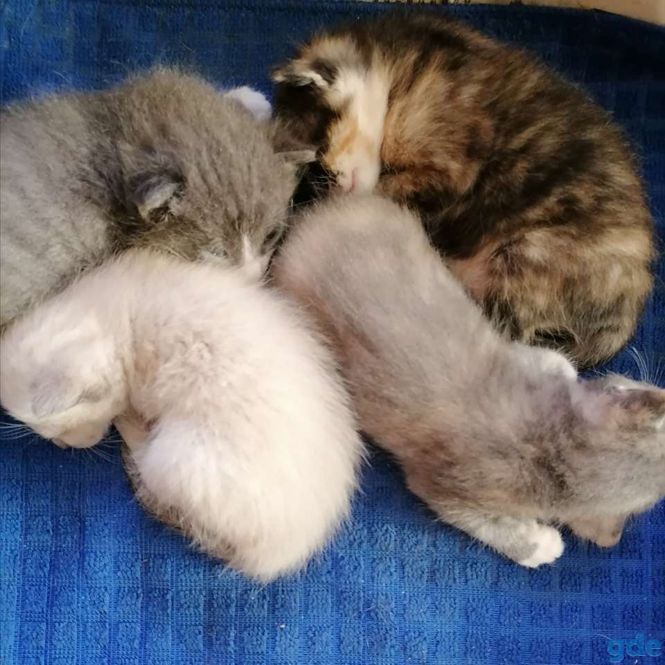 Котята, фотография 5