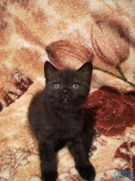 Шотландские котята., фотография 3