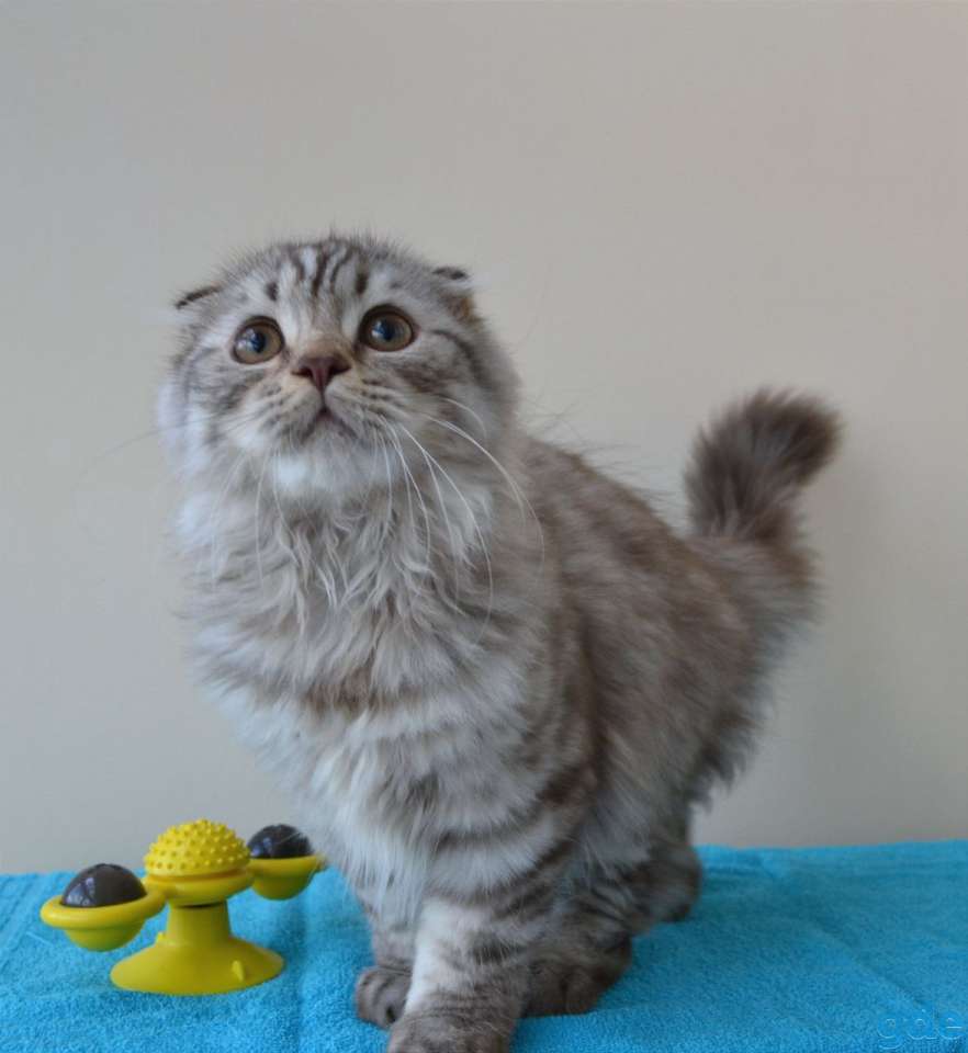 Шотландские котята, фотография 2