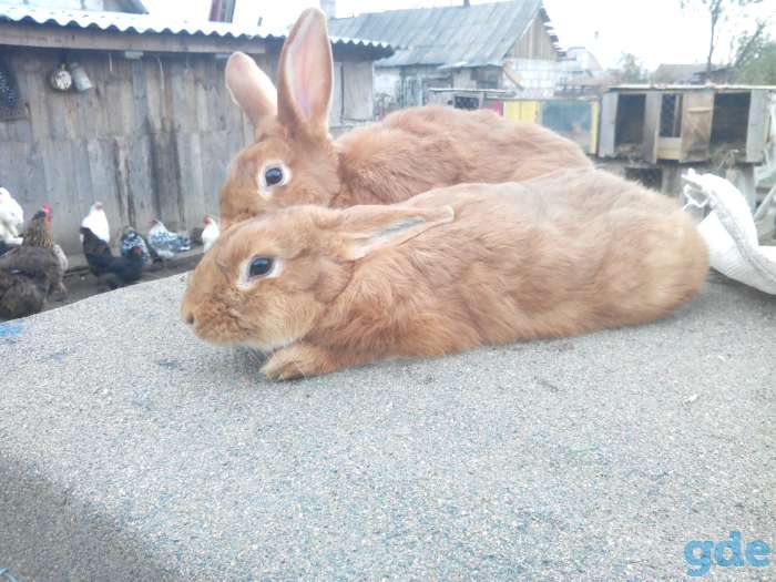 кролики нзб и нзк., фотография 5