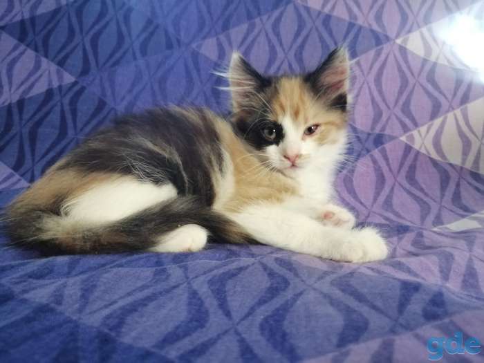 Котята в дар, фотография 4