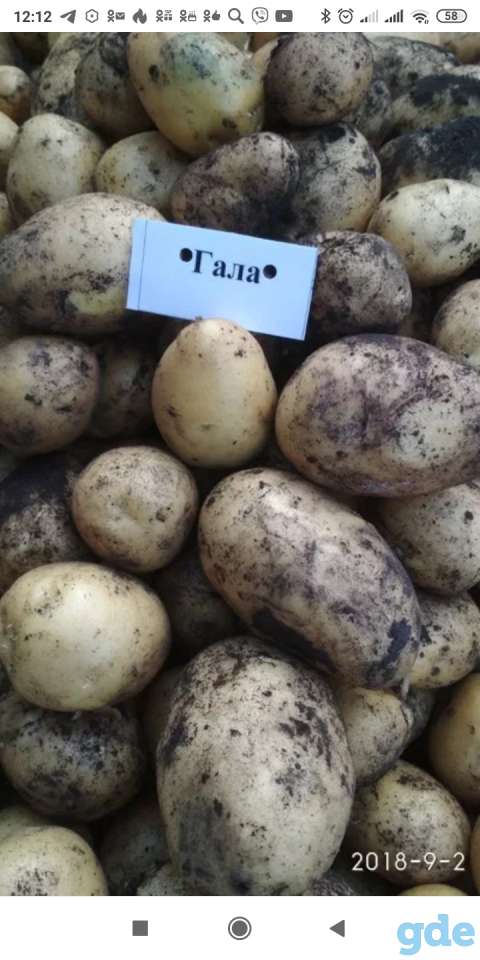 Продам картофель, фотография 1