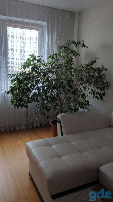 Фикус, фотография 1