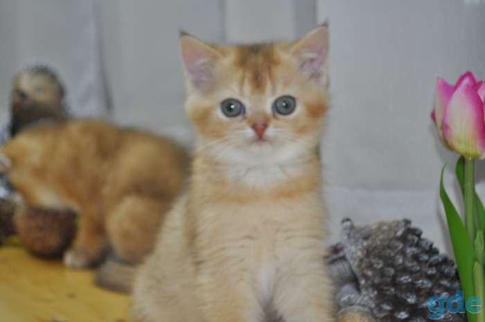 Шотландские котята, фотография 4