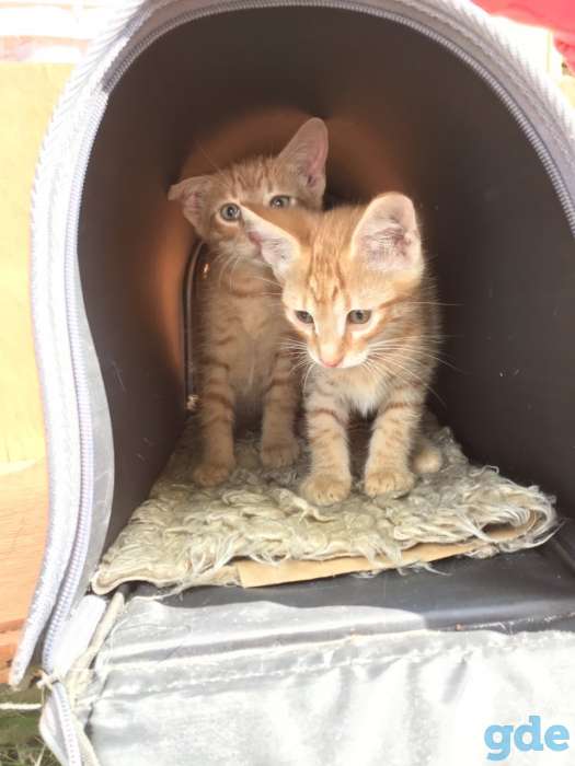 Котята в добрые руки, фотография 4