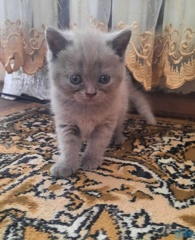 Британские котята, фотография 1