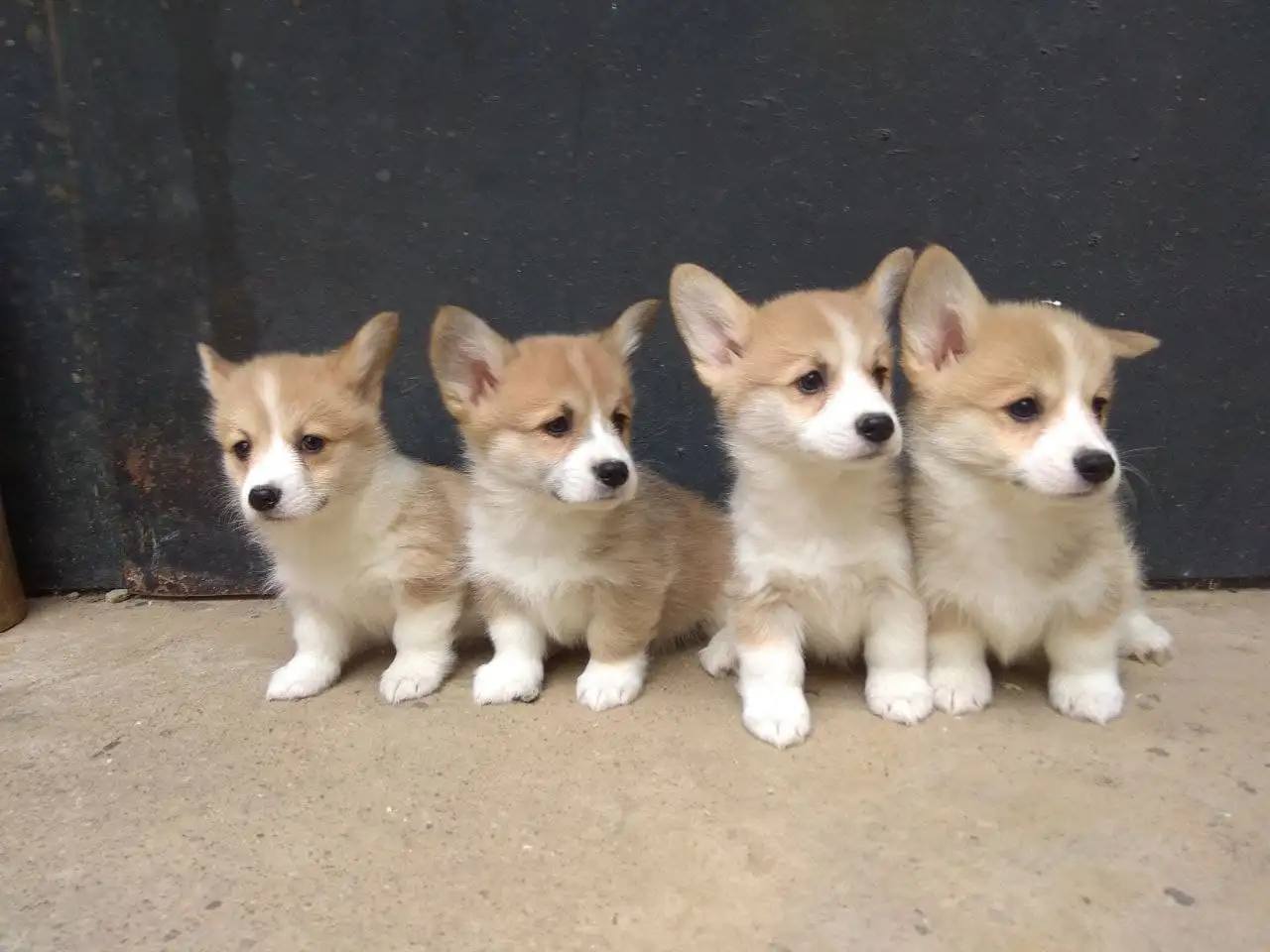 Щенки Корги Продажа, фотография 3