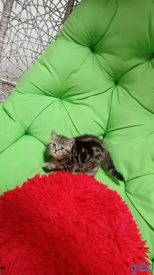 Котята британцы, фотография 9