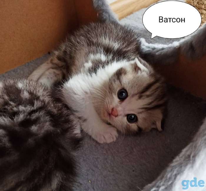 Вислоухие и прямоухие шотландские котята, фотография 1