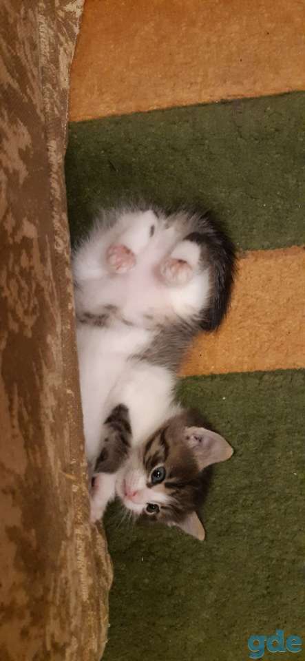Лечебные котята, фотография 2