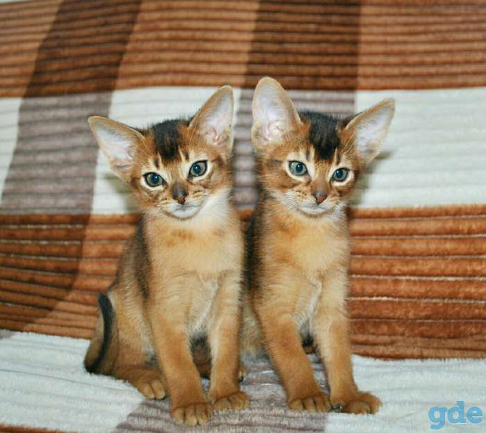 Абиссинский котенок, фотография 2