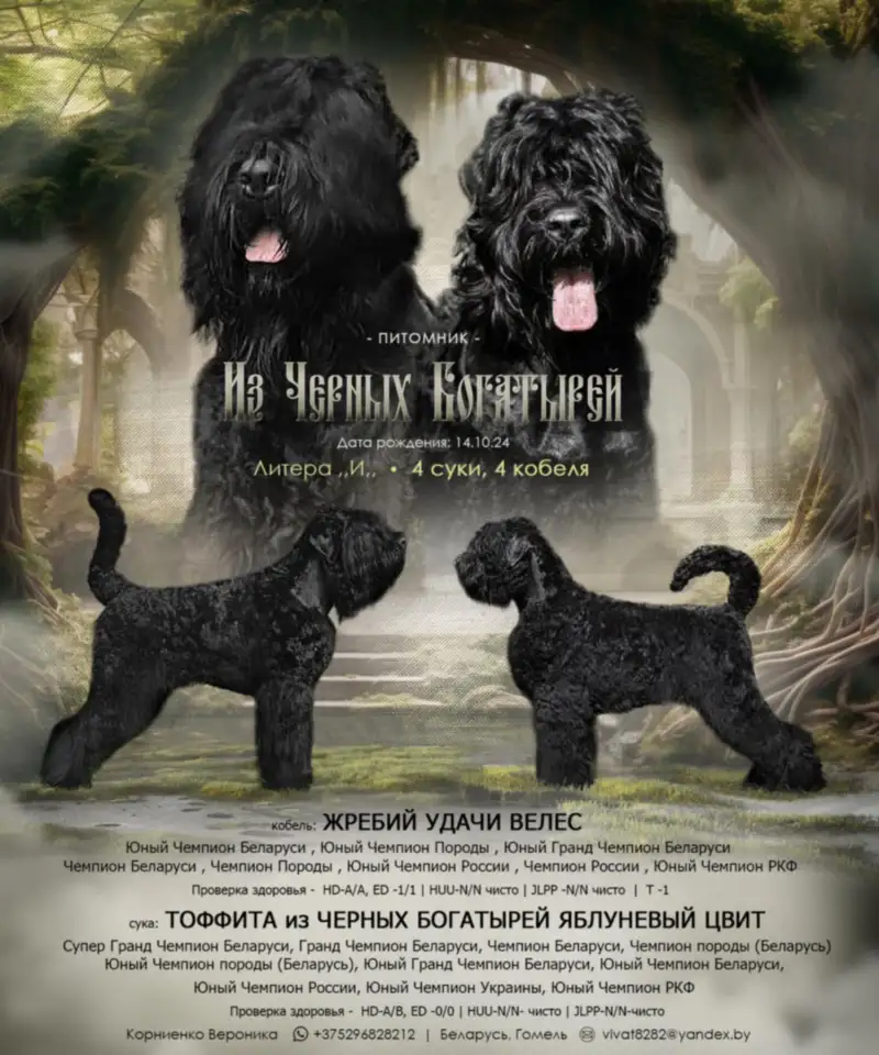 Русский черный терьер щенки, фотография 1