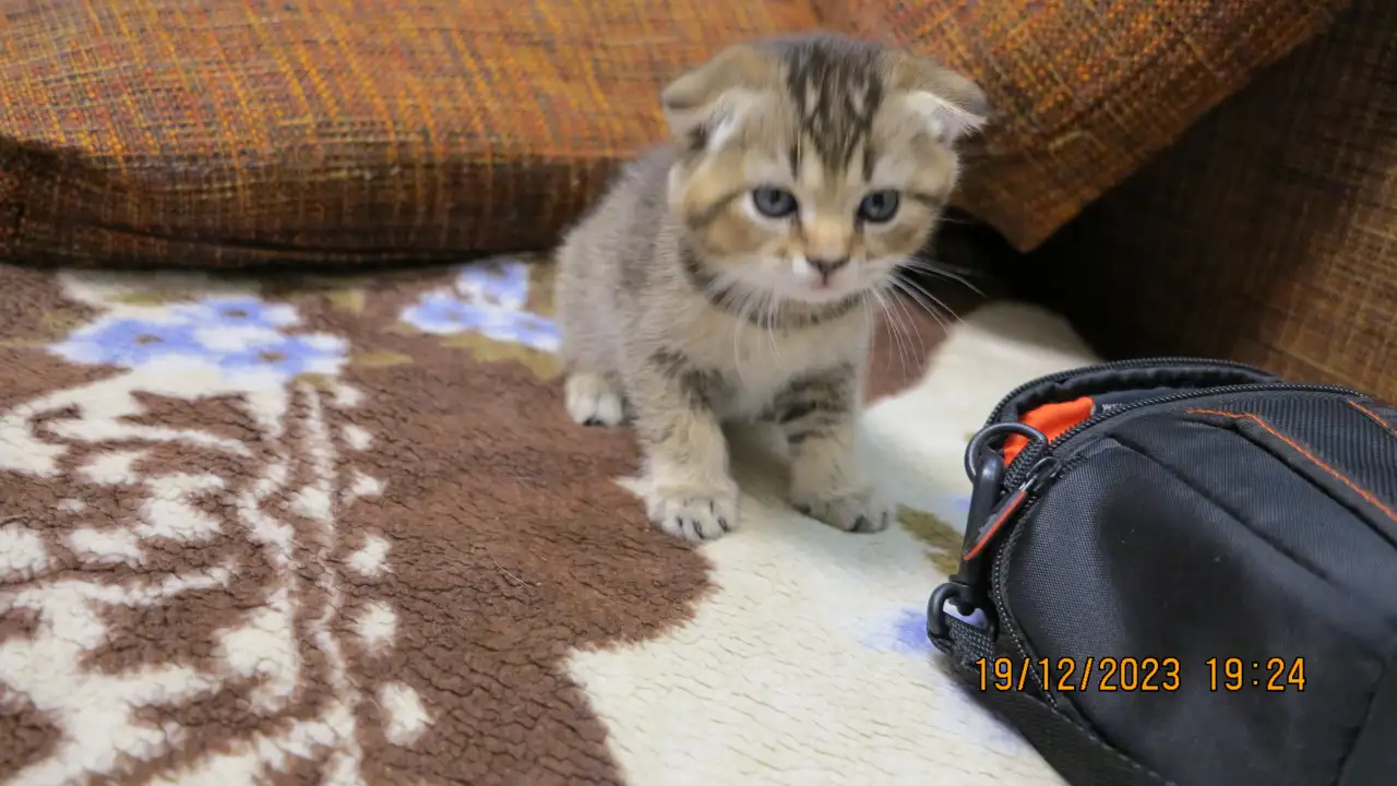 Шотландские котята, фотография 4
