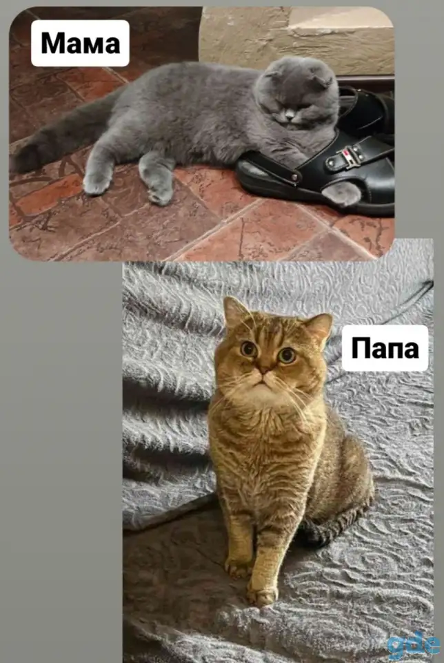 Скотиш страйт, фотография 8