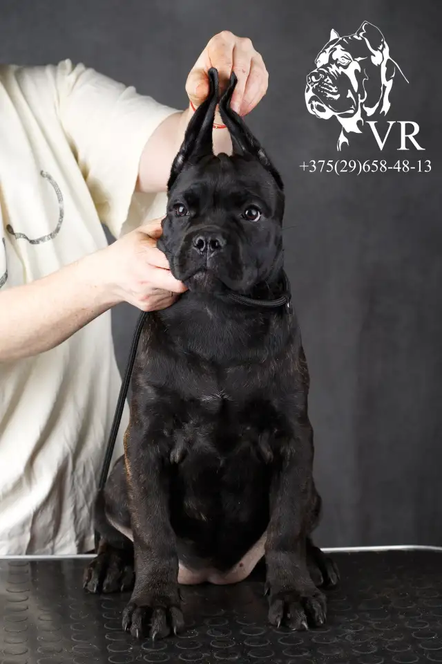 Шикарные щенки Кане Корсо, фотография 4