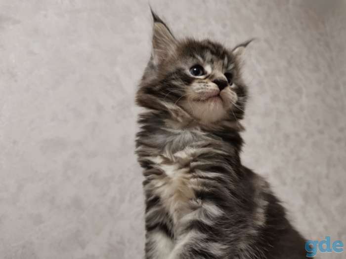 Котята мейн-кун, фотография 7