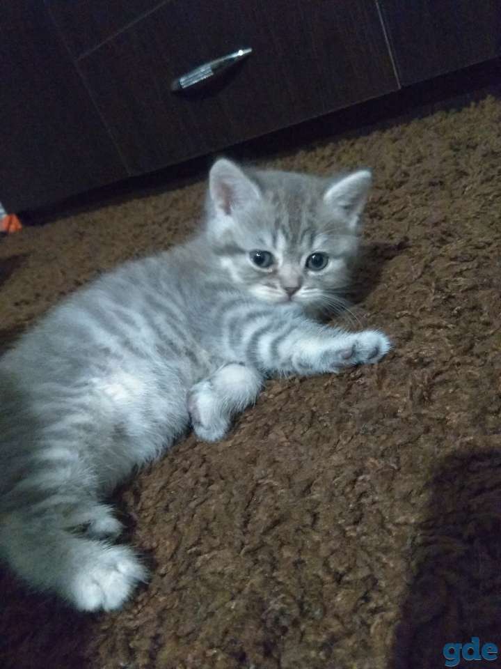 Шотландские котята, фотография 2