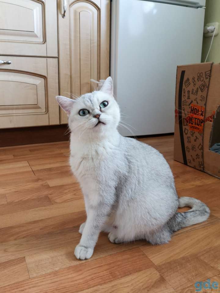 Шотландские котята, фотография 6