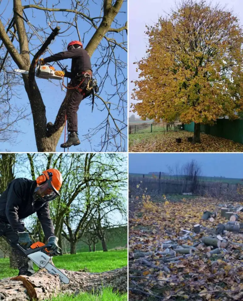 ВЫРУБКА МЕЛКОЛЕСЬЯ Утилизация, фотография 6