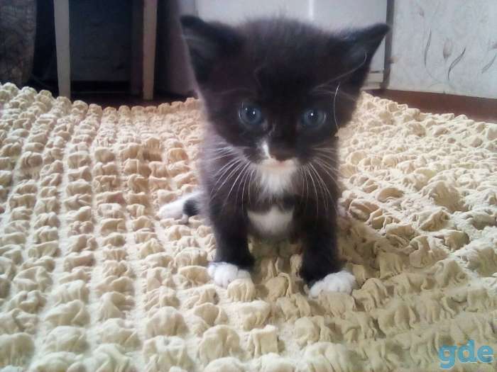 Голубоглазые котята., фотография 1