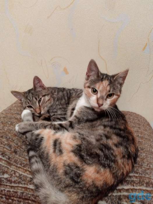 Котята в добрые руки, фотография 2
