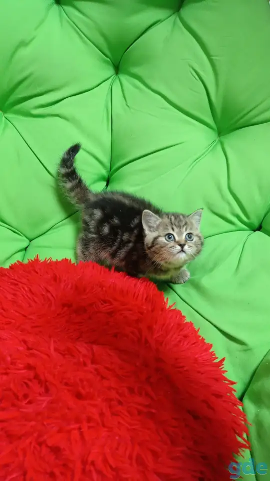 Котята британцы, фотография 6