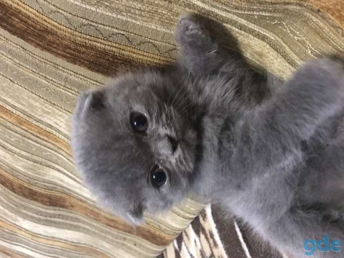 Вислоухие котята, фотография 1