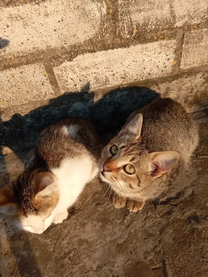 Котенок в дар, фотография 9