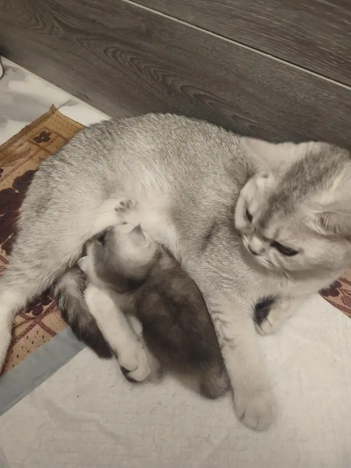 Шотландские котята, фотография 8