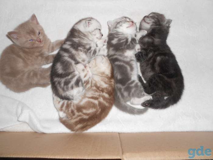котята, фотография 4