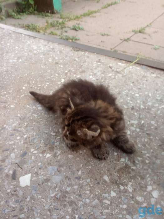 Красивые котята в дар, фотография 2