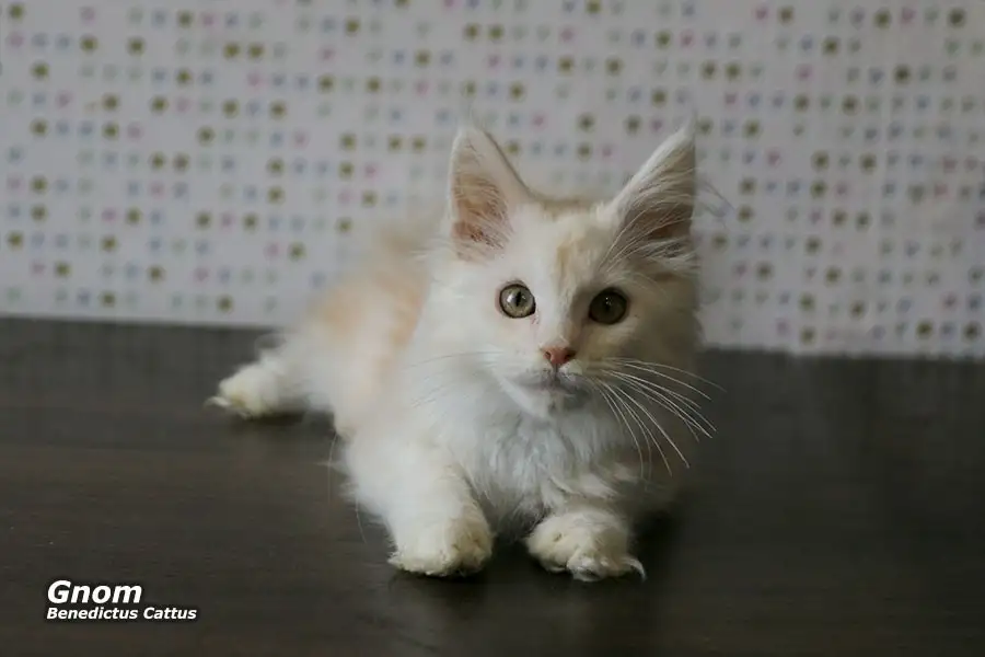 Мейн-кун котёнок  мальчик, фотография 1