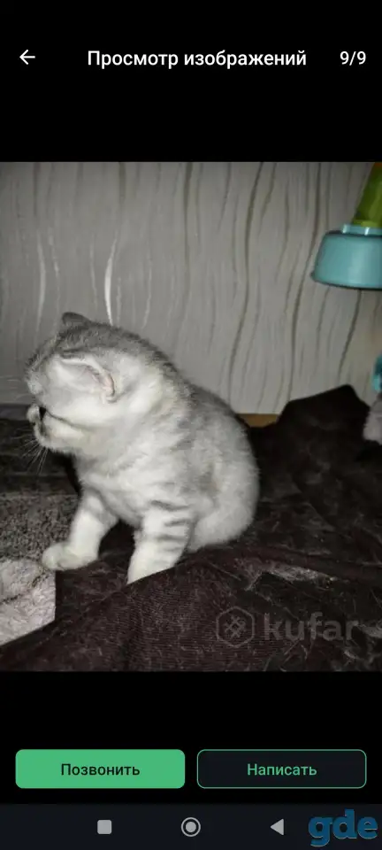 Шотландские чистокровные котята, фотография 9