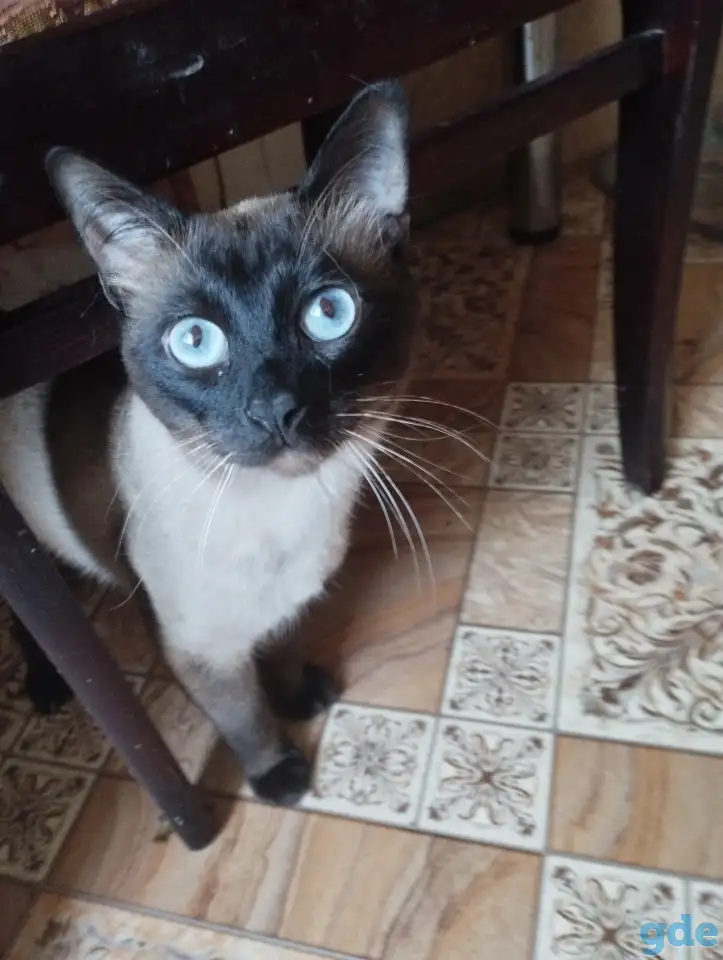 Тайский кот, фотография 1
