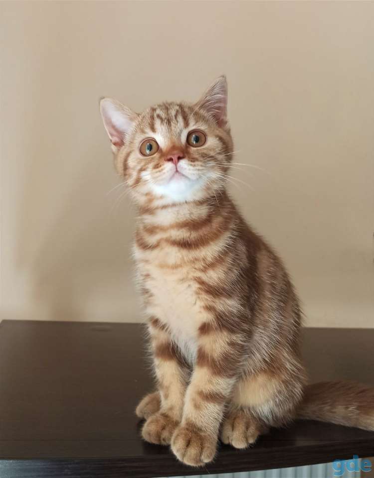 Шотландский котенок Циннамоновый мрамор, фотография 1