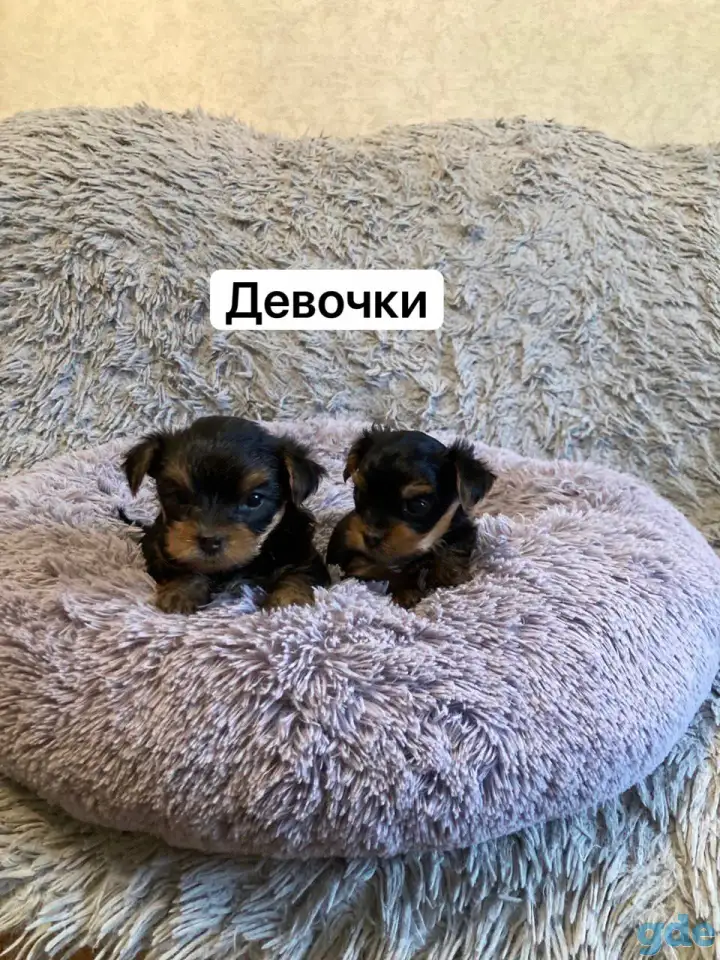Щенки йоркширского терьера, фотография 2