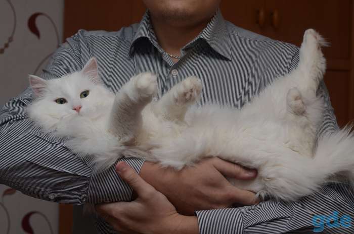 Отдадим котика в хорошие руки, фотография 1