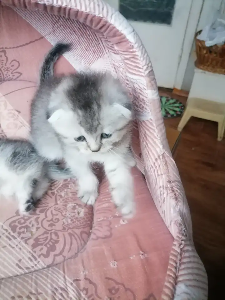 Шотландские котята, фотография 6