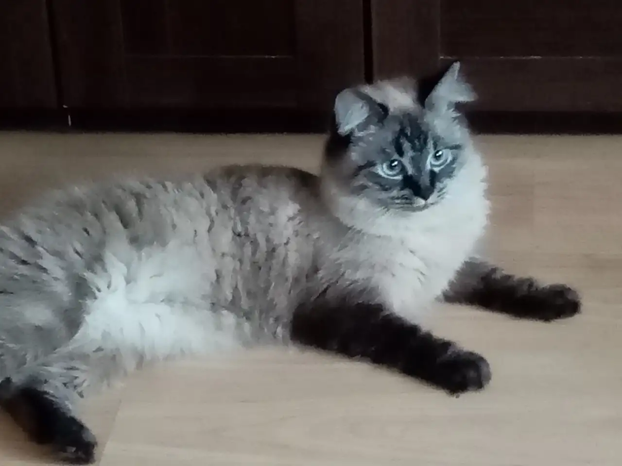 Котята Невская Маскарадная, фотография 1