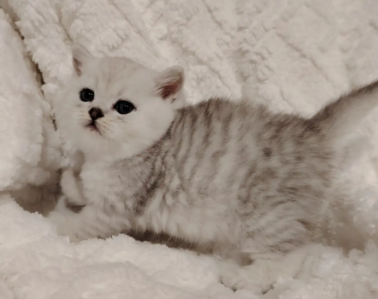 Шотландские котята., фотография 6