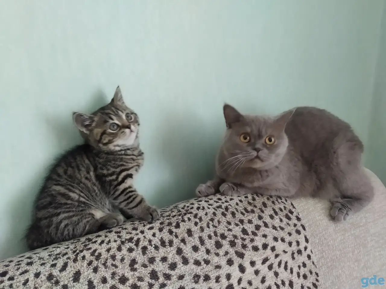 Шотландские котята, фотография 6