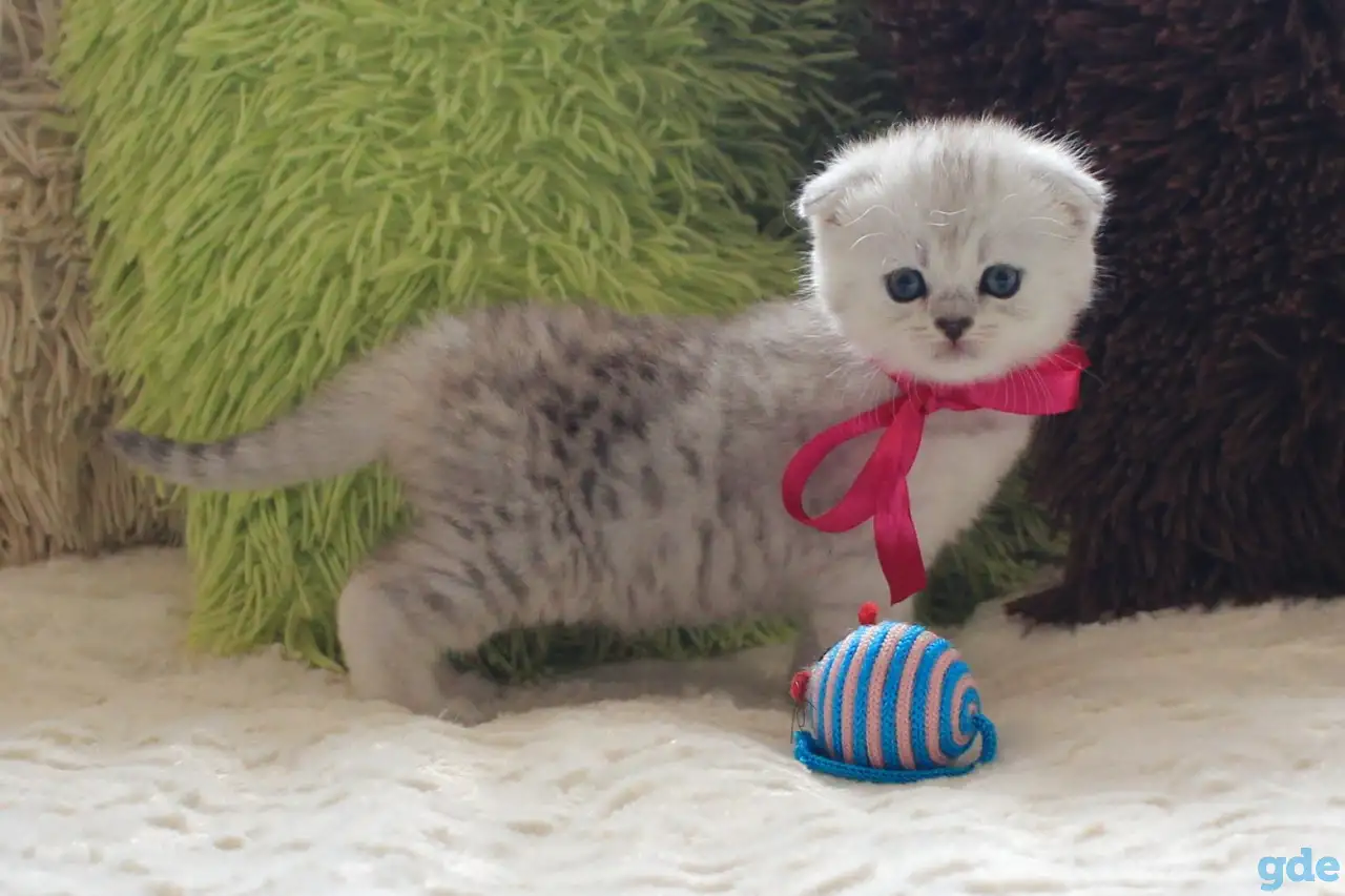 Шотландский котенок, фотография 1