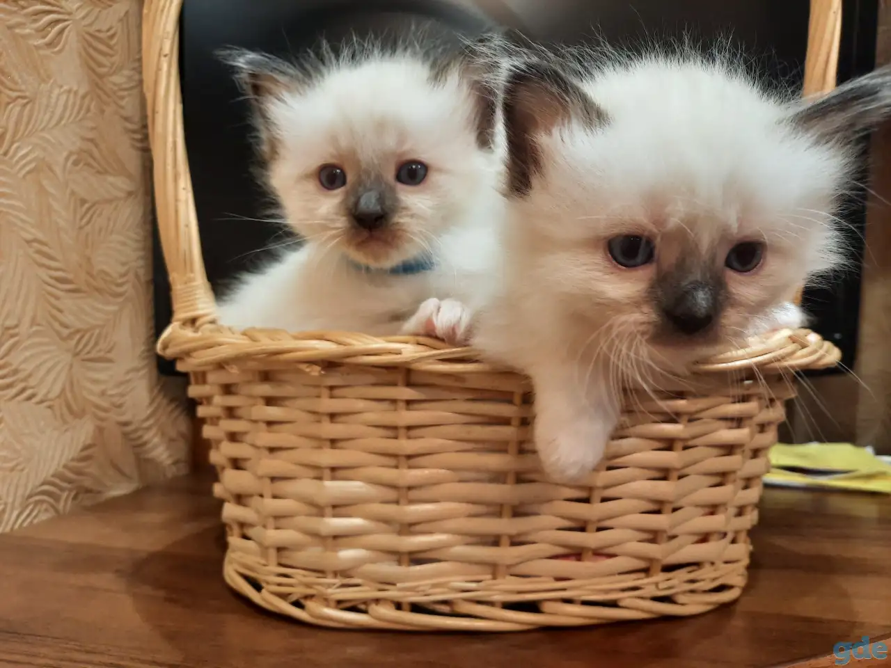 КОТЯТА  РЭГДОЛЛ, фотография 11