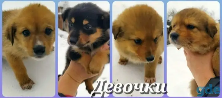 Отдадим собаку бесплатно, в хорошие руки, фотография 1